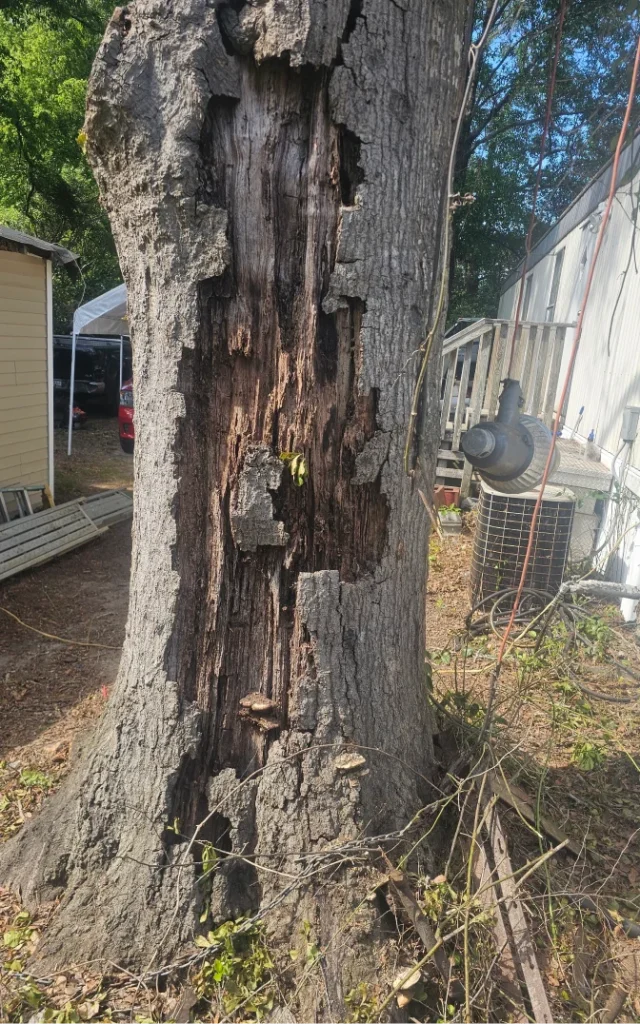 StormDamage ClimbingCarolinaTreeService 18