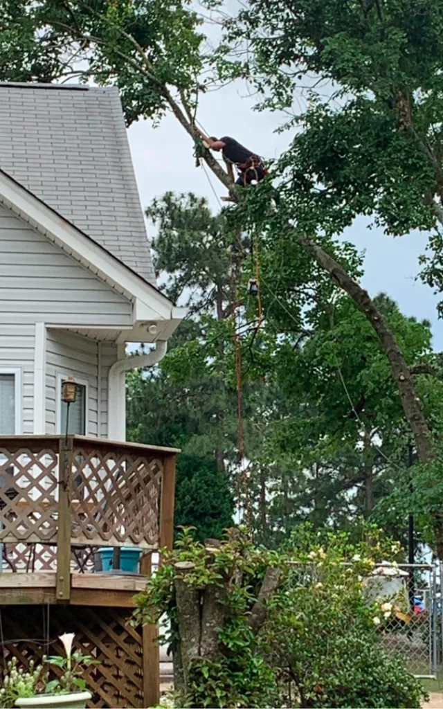 StormDamage ClimbingCarolinaTreeService 19
