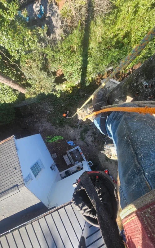 StormDamage ClimbingCarolinaTreeService 20