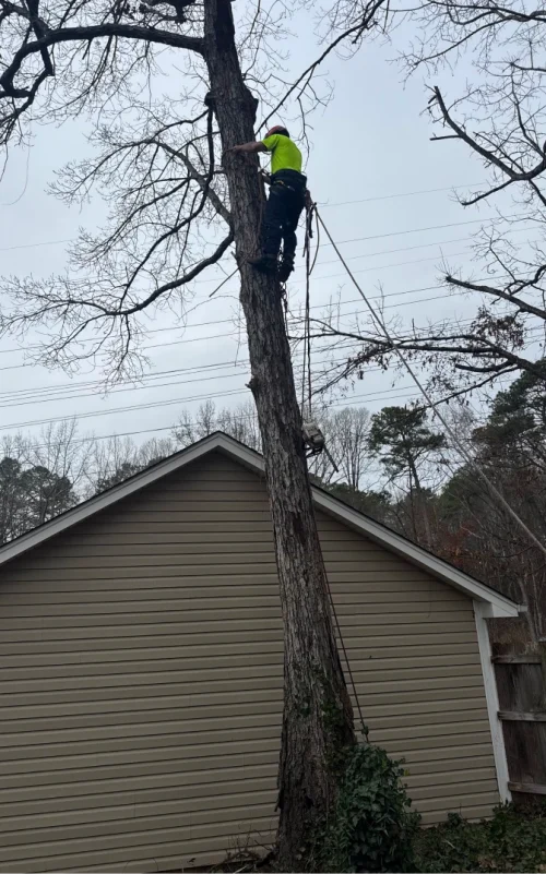 StormDamage ClimbingCarolinaTreeService 23