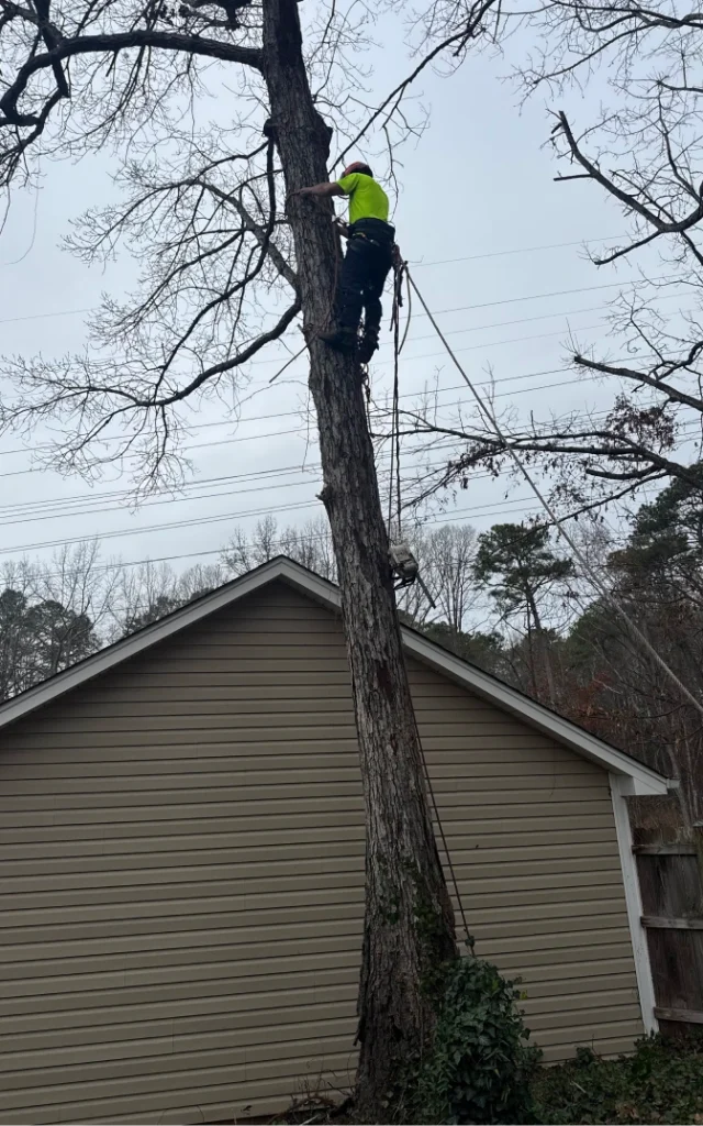 StormDamage ClimbingCarolinaTreeService 23