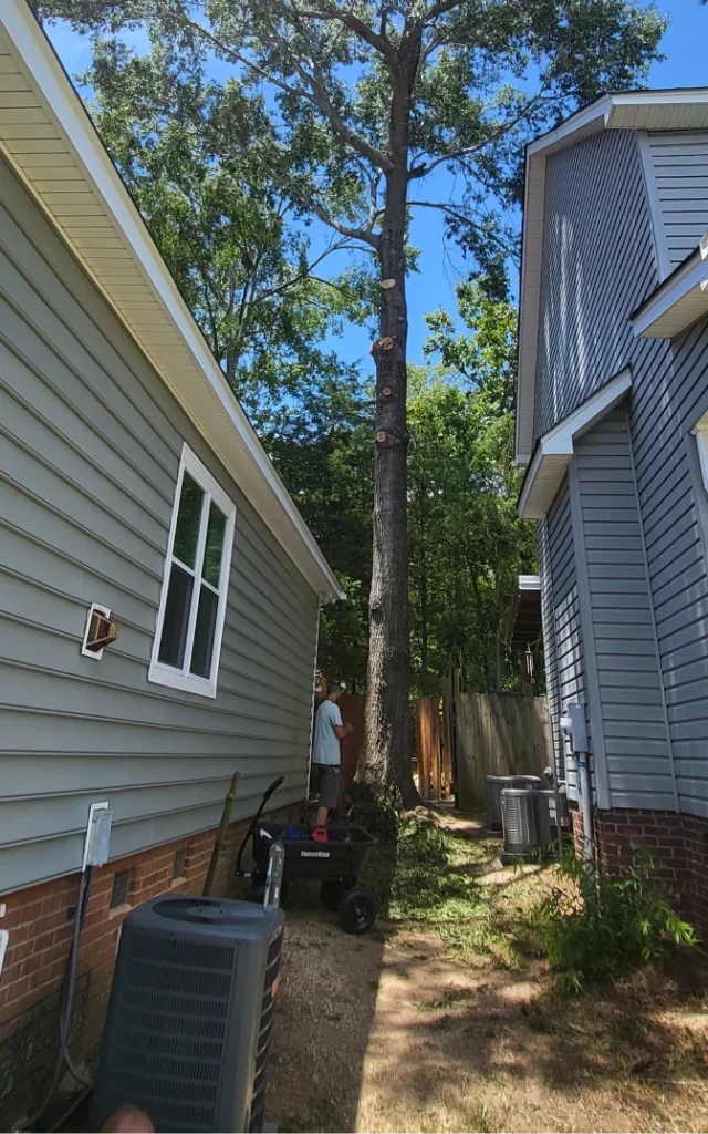 StormDamage ClimbingCarolinaTreeService 24