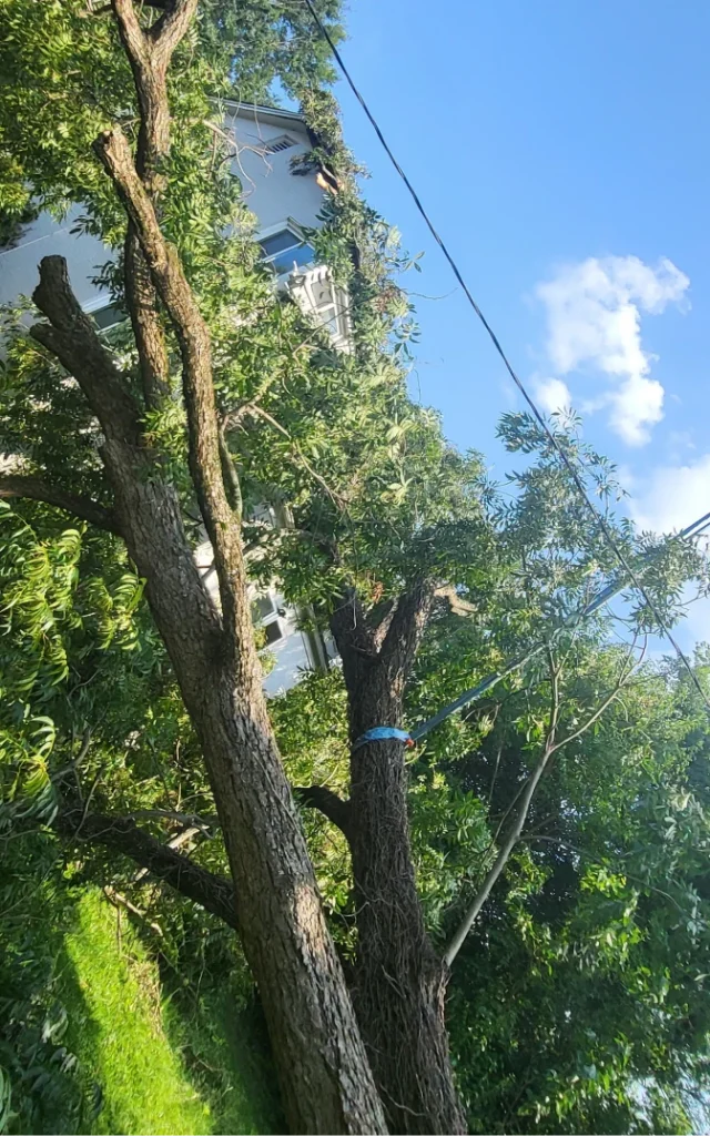 StormDamage ClimbingCarolinaTreeService 25