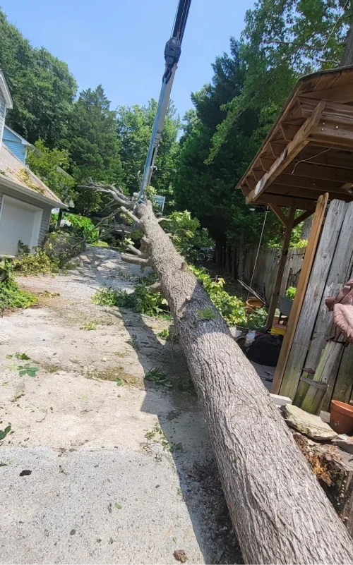 StormDamage ClimbingCarolinaTreeService