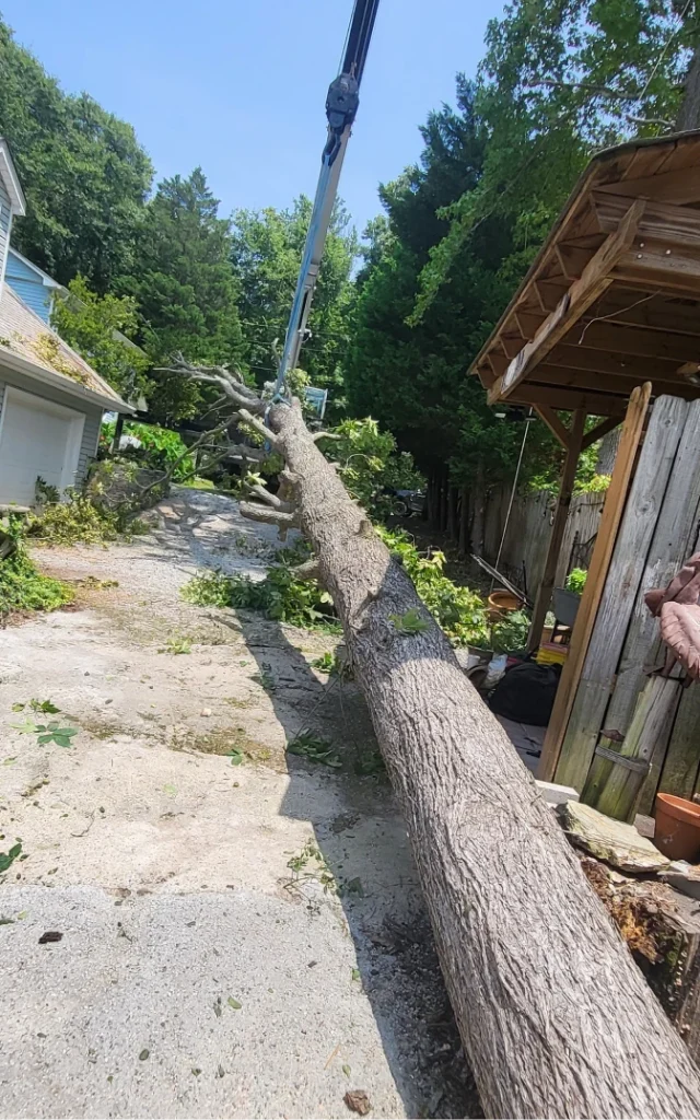 StormDamage ClimbingCarolinaTreeService