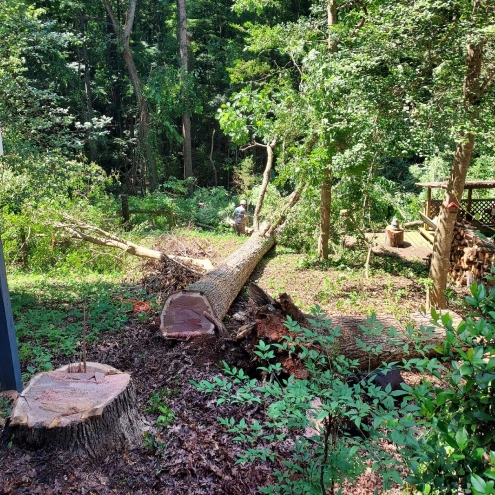 Tree Removal Lexington, SC 1