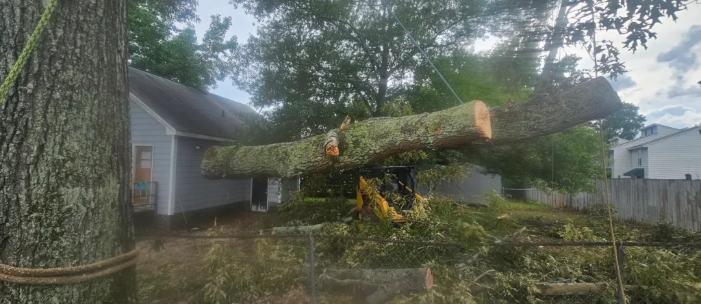 Tree Removal Lexington, SC 14