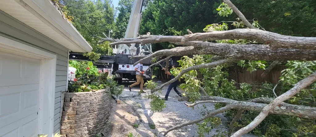 Tree Removal Lexington, SC 15