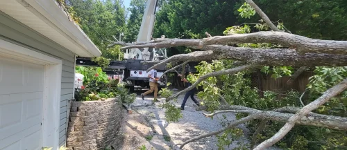 Tree Removal Lexington, SC 15