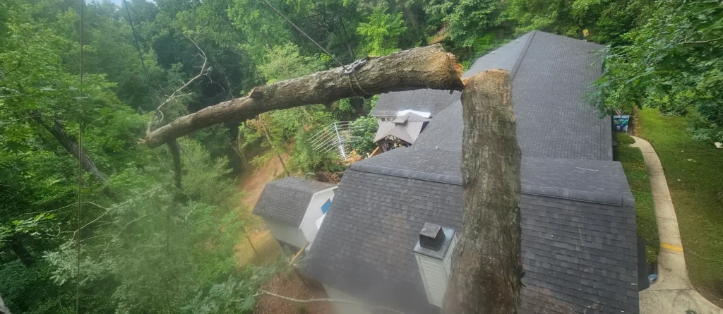 Tree Removal Lexington, SC 20