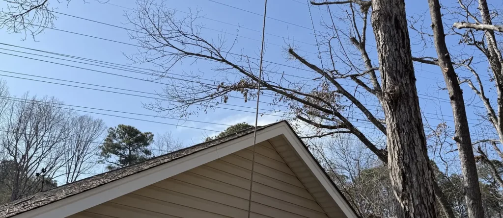 Tree Removal Lexington, SC 22
