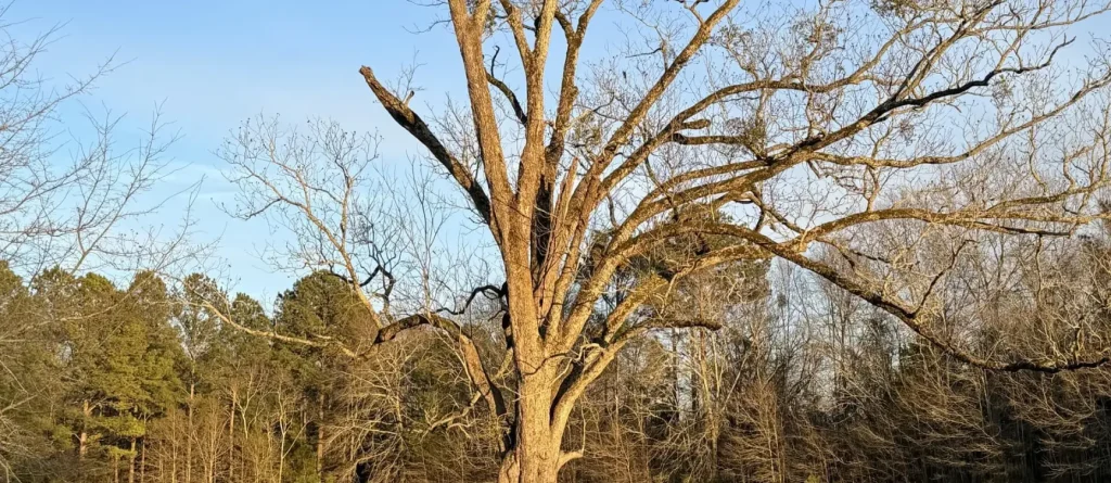 Tree Removal Lexington, SC 24