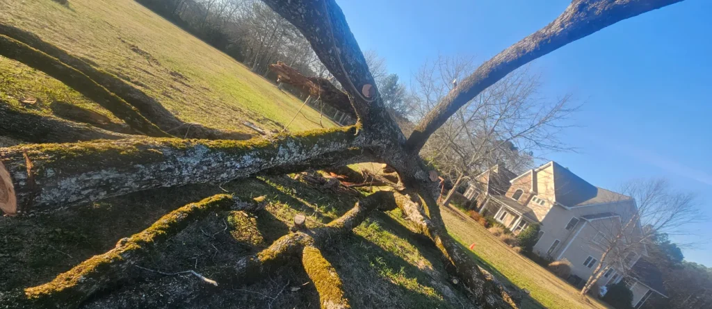 Tree Removal Lexington, SC 25
