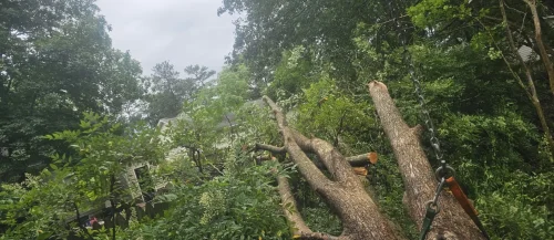 Tree Removal Lexington, SC