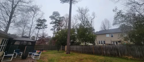 Tree Removal Lexington, SC 7