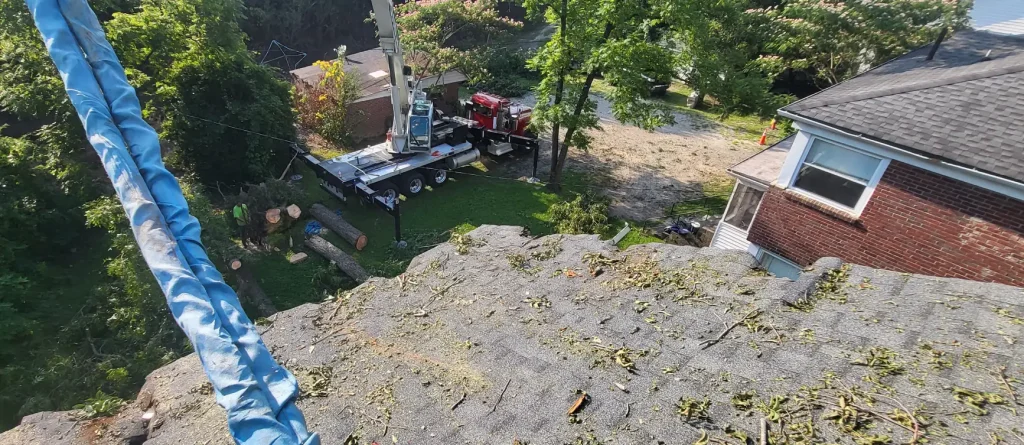 Tree Removal Lexington, SC 8