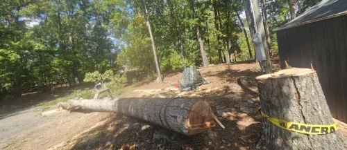 Tree Removal Lexington, SC 9