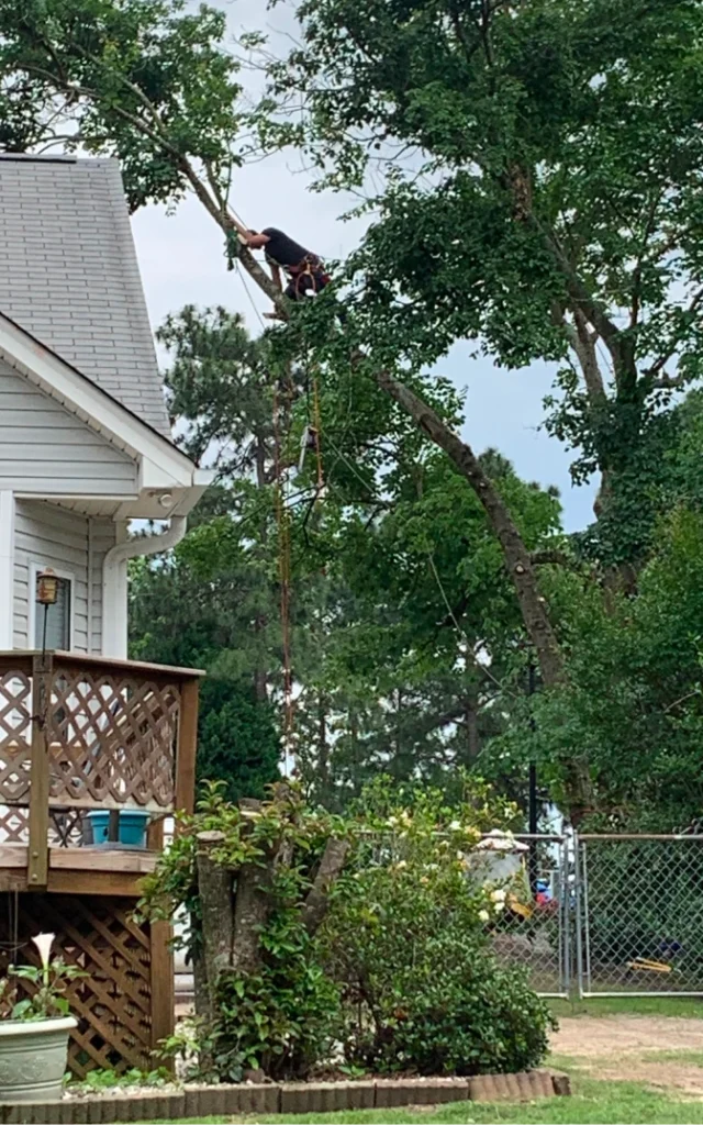TreeREmoval ClimbingCarolinaTreeService